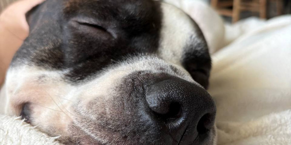 Un verdadero héroe de Podil: cómo un perro llamado Gucci salvó a un niño del ataque de una jauría